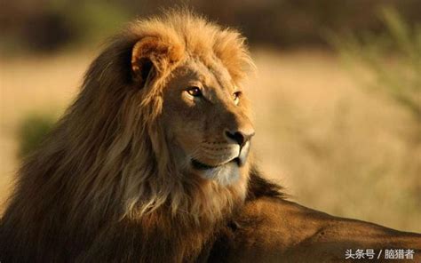 獅子住在哪裡|什麼是獅子？概念、生活在哪裡、如何繁殖、餵食方式和特徵